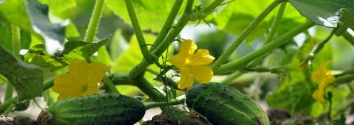 Как ускорить рост огурцов