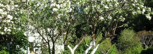 Яблуні почнуть краще плодоносити при правильній підкормці