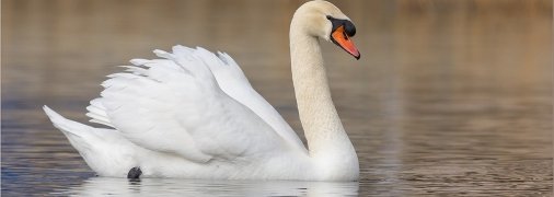 Лебедь мог погибнуть от пожара