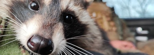 Россияне назвали енота весьма символично — Херсон