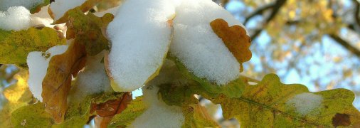 Заморозки, дощі і мокрий сніг: синоптики розповіли про погоду на найближчий тиждень