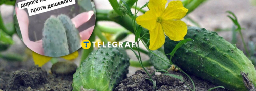 Деякі огірки дуже порадували городницю