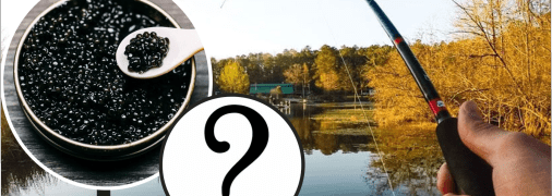 Чи є Україні риби, які мають чорну ікру