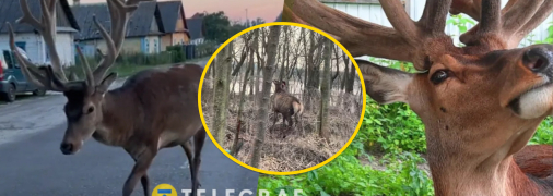 Тварина поплатилася за свою довіру до людей