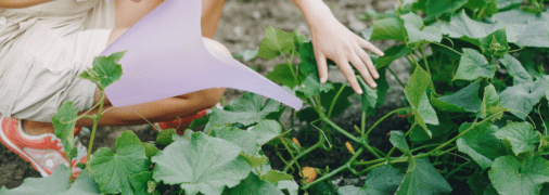 Як приготувати добриво для огірків з меду