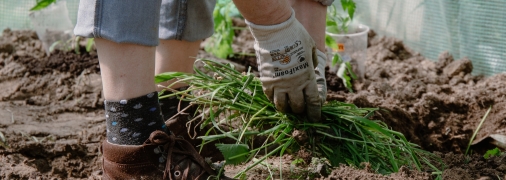 Август - пора посева сидератов