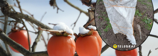 В Украине хурму надо готовить к зимовке