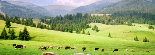 Украина стремительно теряет поголовье коров