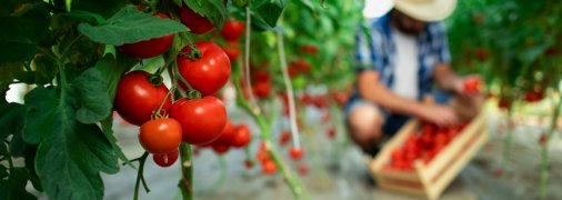 Удобрения для подкормки помидоров