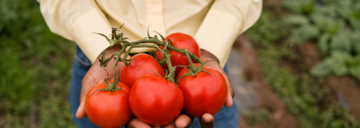 Какой сорт помидоров устойчив к болезням