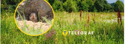 Тваринка живе на цілинних ділянках