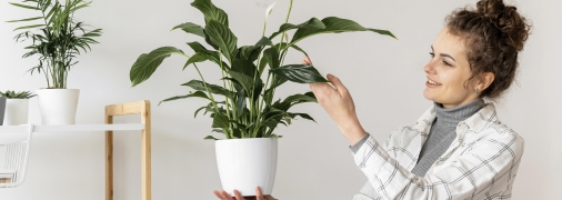 Вологість у квартирі прожене спатифілум і не тільки він