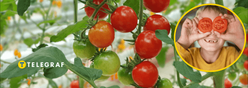 Томати люблять дорослі та малі
