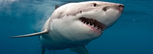 Історія з акулою та росіянином у Єгипті викликав різні емоції в українців