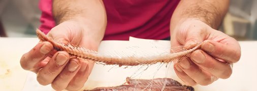 Як навчитись зачищати оселедець