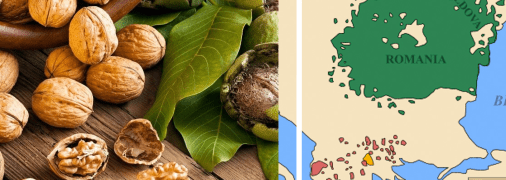 Звідки походить волоський горіх