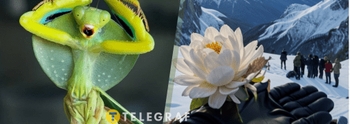 Богомоли були б шоковані, якби могли здивуватися