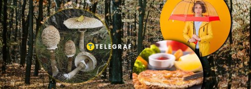 Часто цей гриб називають "королівським шампіньйоном"