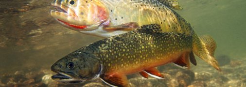 Новий рівень еко-активізму: вчені два місяці годували риб наркотиками, щоб довести їх шкоду