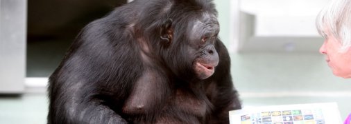 Шимпанзе Канзи
