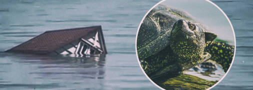 Маленькая черепаха продержалась на деревянных обломках весь морской путь