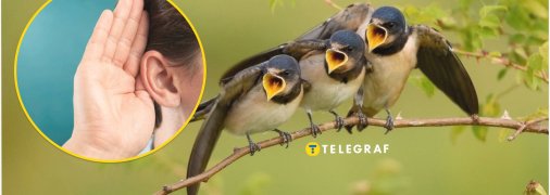 Пташки співають