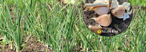 Ноябрь - время сажать чеснок на зиму