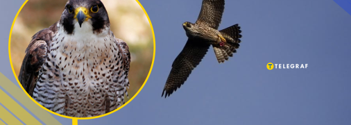 Під час піке сапсан розвиває швидкість понад 320 км/год