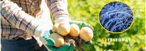 Что делать с картофелем после заморозков