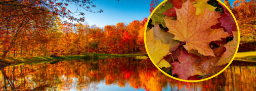 Золотая осень