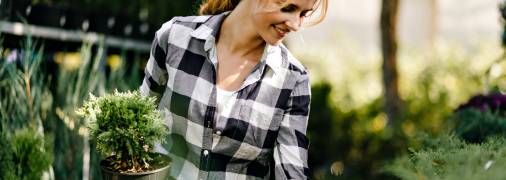 Садити тую можна в горщику і не тільки