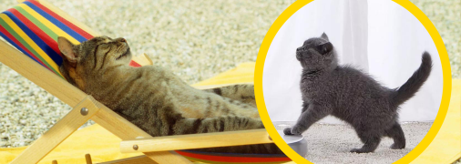 Як забезпечити тваринці достатню гідрацію