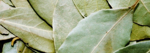 Лавровый лист “помогает” не только в кулинарии