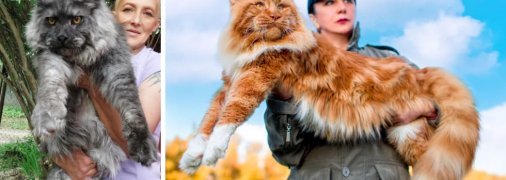 Зіпхне з ліжка і не помітить. ТОП-10 найбільших порід котів