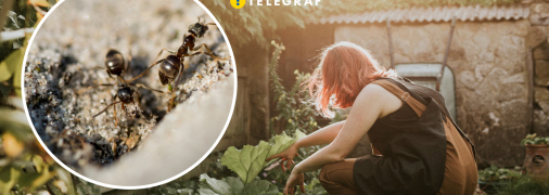 Як швидко позбутися мурах на городі