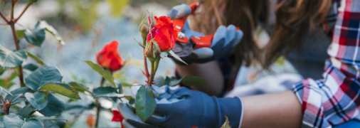 Весенняя обрезка роз – что надо знать