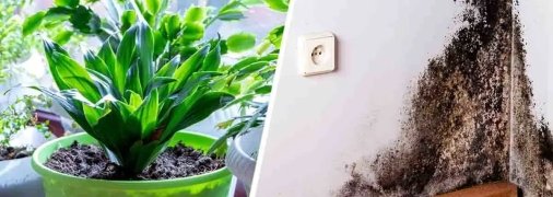 Споры плесени оказывают вредное воздействие на здоровье