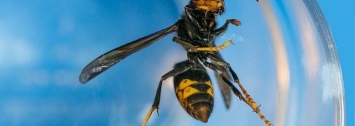 Ужасно большие: самые гигантские жуки в мире (Фото)