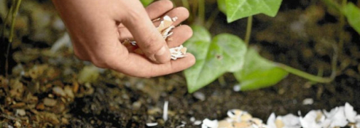 Як використовувати яєчну шкаралупу для городу