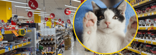 Котики часто зустрічаються у "Аврорі"