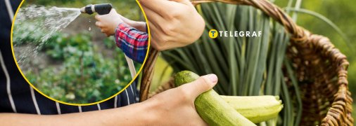 Когда и как часто поливать кабачки в июле