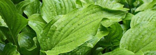 Як підготувати хости на зиму