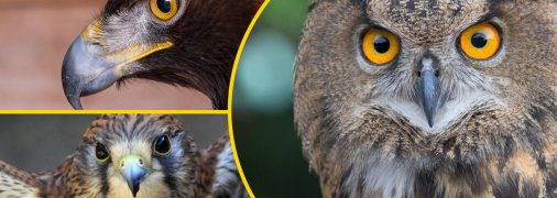 Некоторые фамилии в Украине происходят от названий птиц