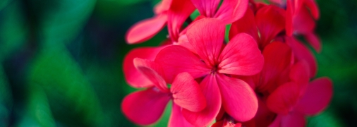 Натуральные удобрения для обильного цветения герани