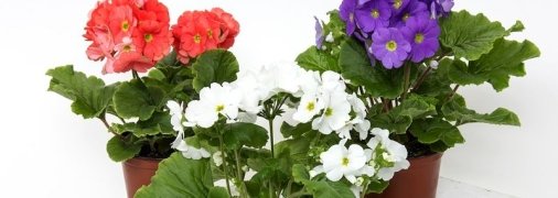 Комнатные растения, приносящие удачу и счастье в дом