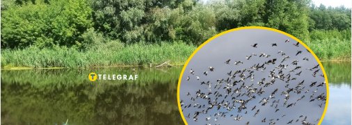 В Україні побачили рідкісного яскравого птаха