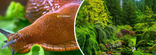 Слимаки в Україні