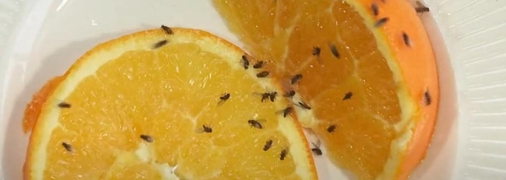 Літні комахи – жахлива проблема