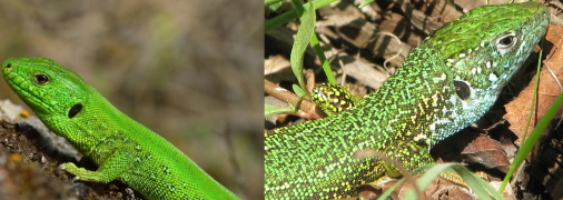 Ящірка зелена