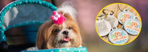 Каждый пес должен носить жетон